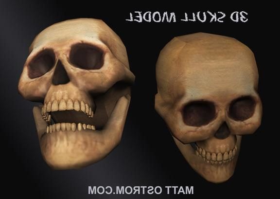 Realistic Human Man Skull