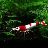 Red Shrimp Sea Animal