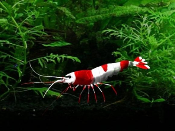 Red Shrimp Sea Animal