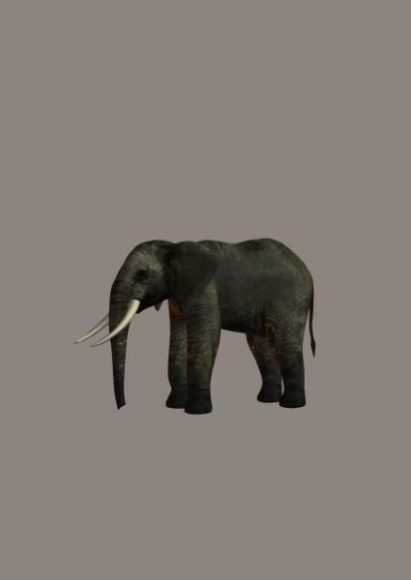 Mature Elephant