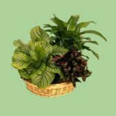 Potted Fern Flower Basket