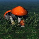 Mushroom Fungi