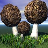 Fungus Mushroom On Grass