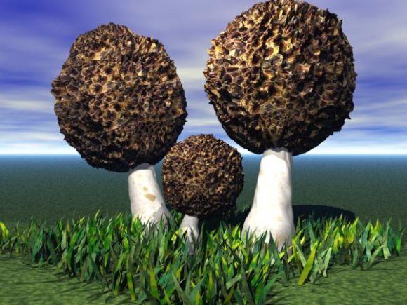 Fungus Mushroom On Grass