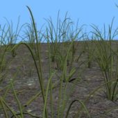 Grass Plant On Land