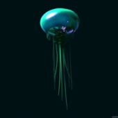Jellyfish Sea Animal