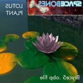 Lotus Flower On Lake