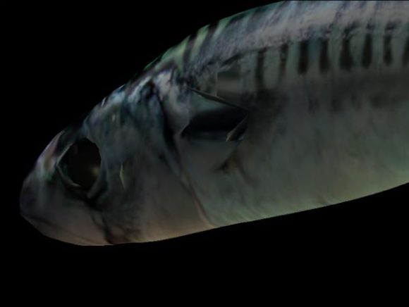 Mackerel Fish Animal