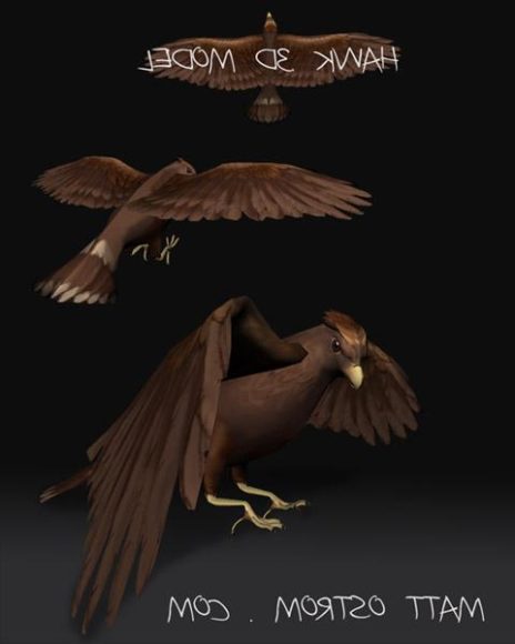 Hawk Bird Animal