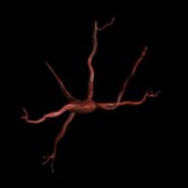 Human Brain Neuron