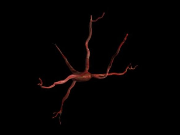 Human Brain Neuron