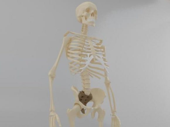 Anatomical Human Skeleton