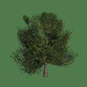 Broadleaf Oak Tree