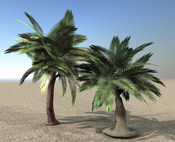 Palms Fern Tree