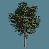 Broadleaf Fruit Tree With Fruits