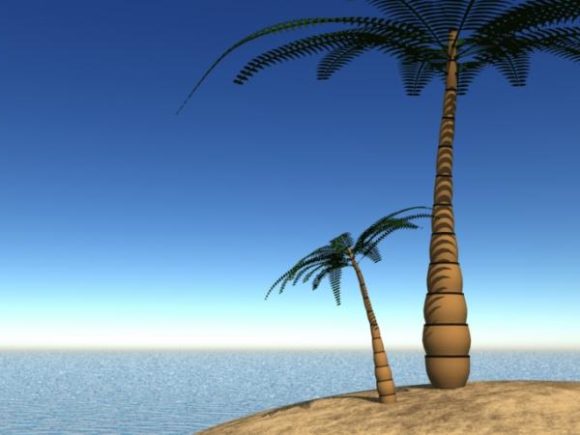 Palm Tree, Beach Tree