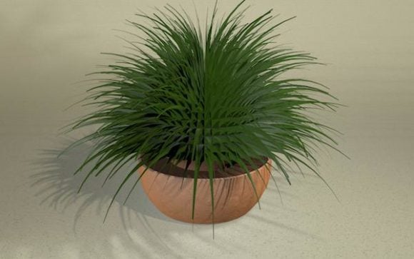 Spiky Pot Plant