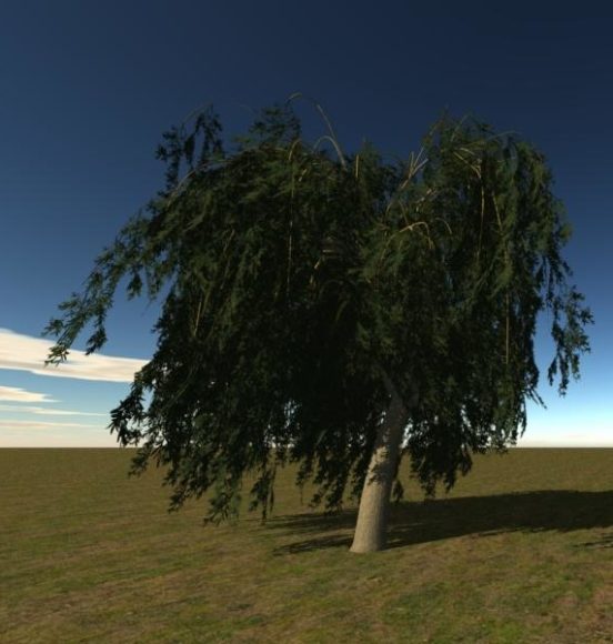 Single Broadleaf Tree
