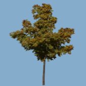 Summer Green Broadleaf Tree