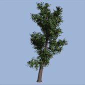 Tree Tall Style Realistic