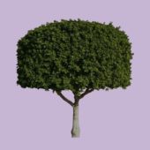 Large Tree Hedge Style
