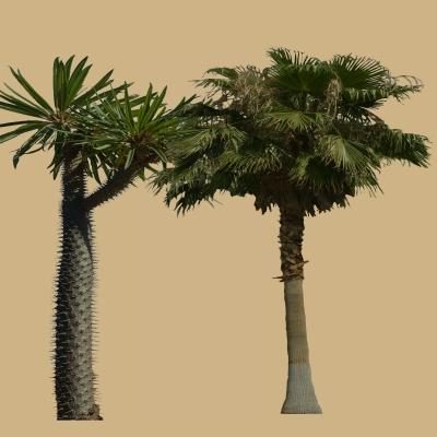 Tropical Palm Tree Set