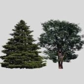 European Two Broadleaf Tree
