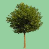Garden Broadleaf Tree
