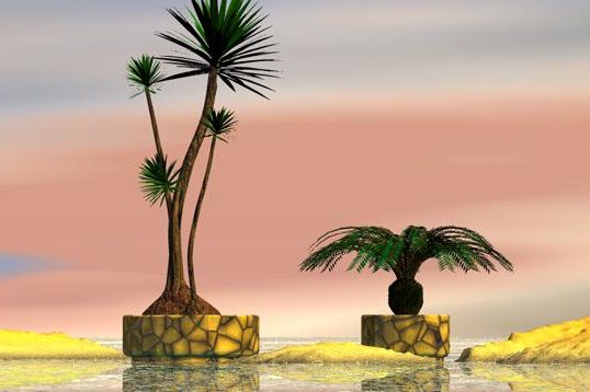 Tropical Palms In Pots