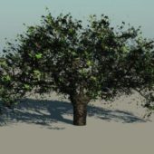 Large Willow Oak Tree