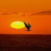 Flying Bird Sunset Sky