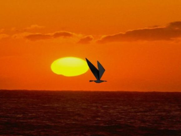Flying Bird Sunset Sky