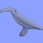 Sea Whale Animal