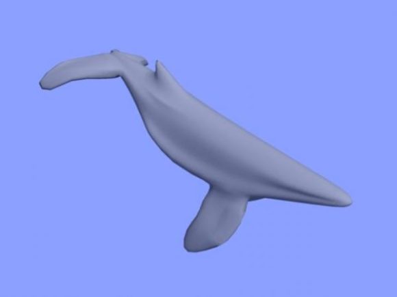 Sea Whale Animal